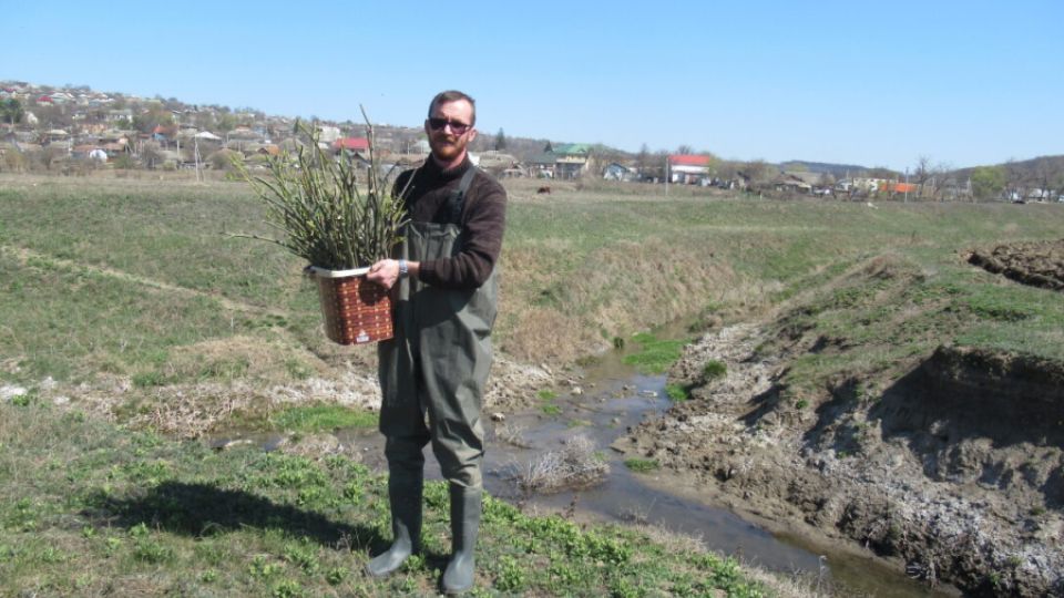 Tree planting in Bălăbănești