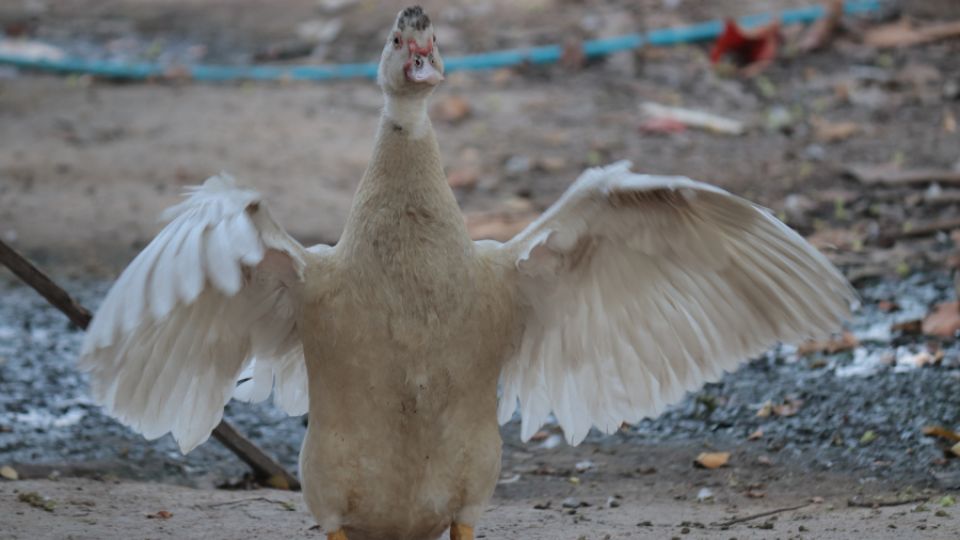 EARTH a Arnika nalezly v kachních vejcích z Thajska nebezpečné látky. Původcem jsou zařízení na „recyklaci“ elektroodpadu