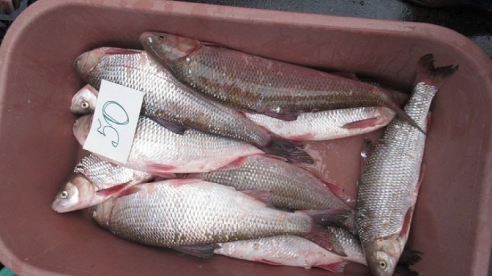 Fish from the Red list of endangered species sold at Chisinau markets
