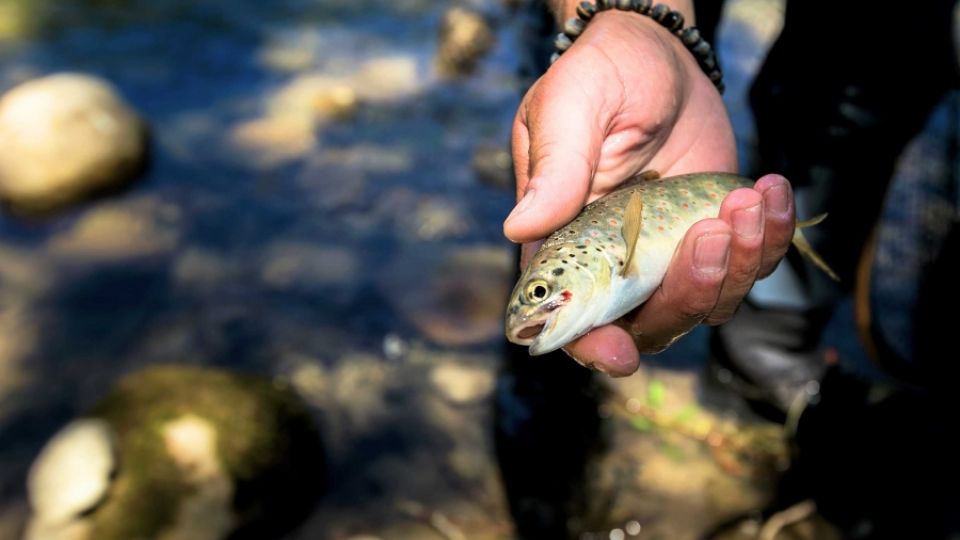 Death of fish in the Balkans? The dams will threaten 113 endangered species