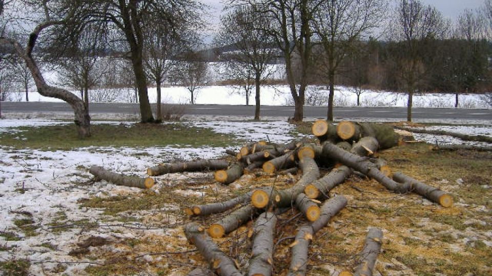 Čtvrtina stromů v parku ve Skutči padla