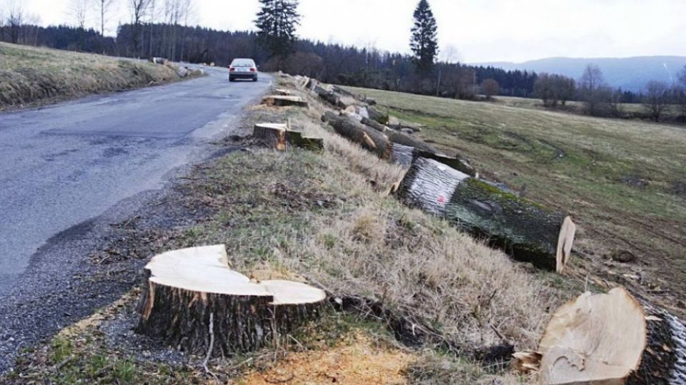 Stromů okolo cest vytrvale ubývá a krajští silničáři to přiznávají jen neochotně