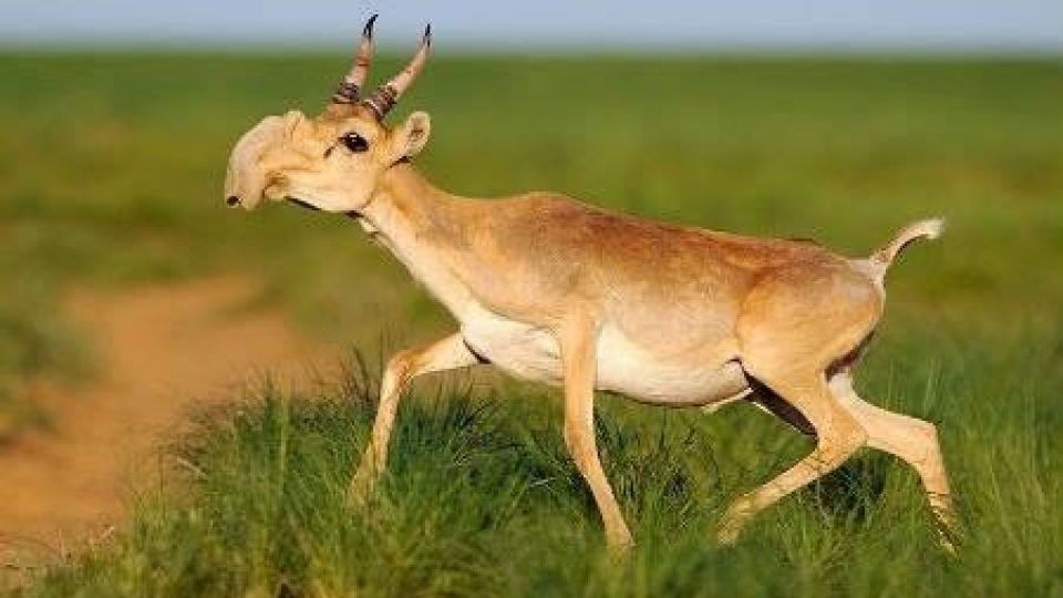 Češi mohou pomoci ochránit ohrožené antilopy. Rizikem jsou plány těžařů
