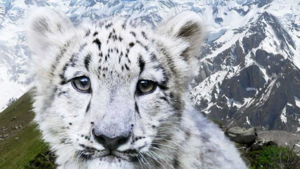 O záchraně sněžného levharta bude jednat mezinárodní výbor právních expertů