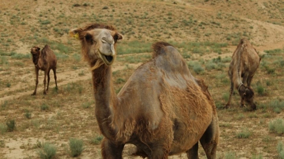 Informing the citizens of Kuryk on camel milk contamination