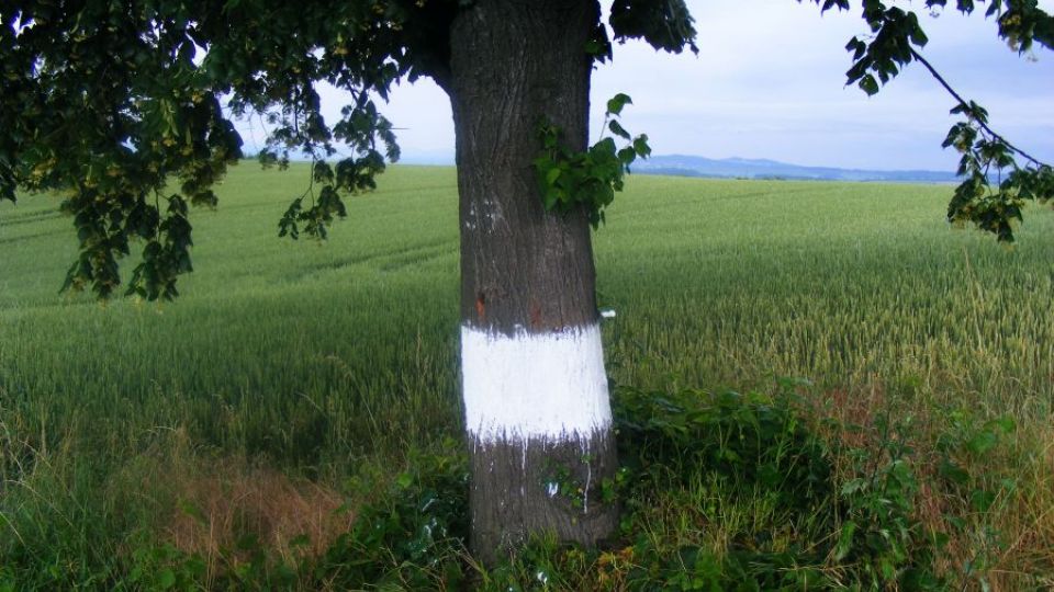 Kvasice - natírání bílých pruhů na stromy v aleji k Novému Dvoru