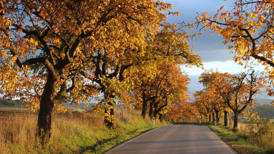 Nominujte svou oblíbenou Alej roku 2023. Uzávěrka nominací se blíží!