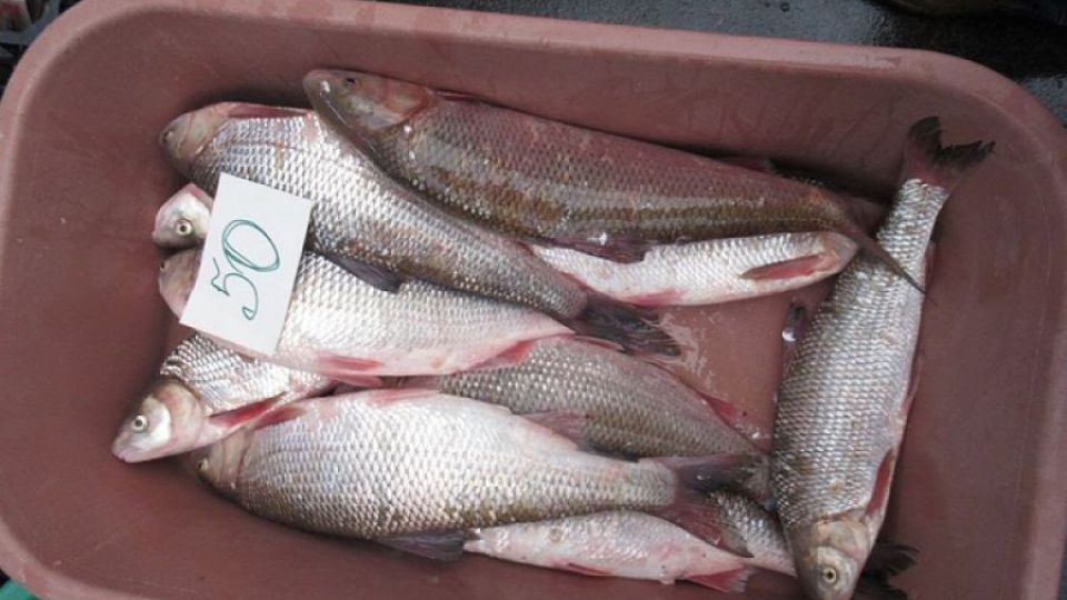 Na kišiněvských trzích se prodávají ryby z Červeného seznamu ohrožených druhů