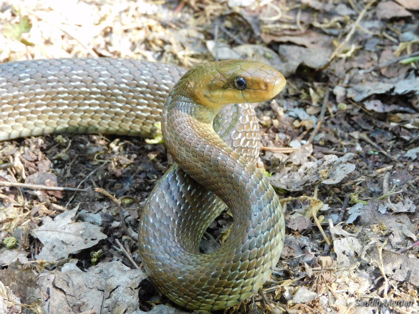 Zamenis longissimus Aesculapian snake