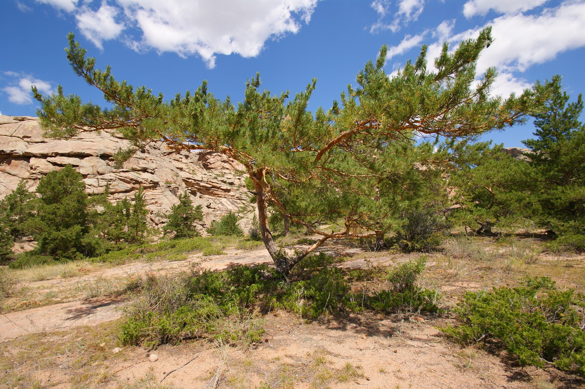 Písčité podloží a slunešní výheň způsobují u stromů poměrně typickou stepní podobu.