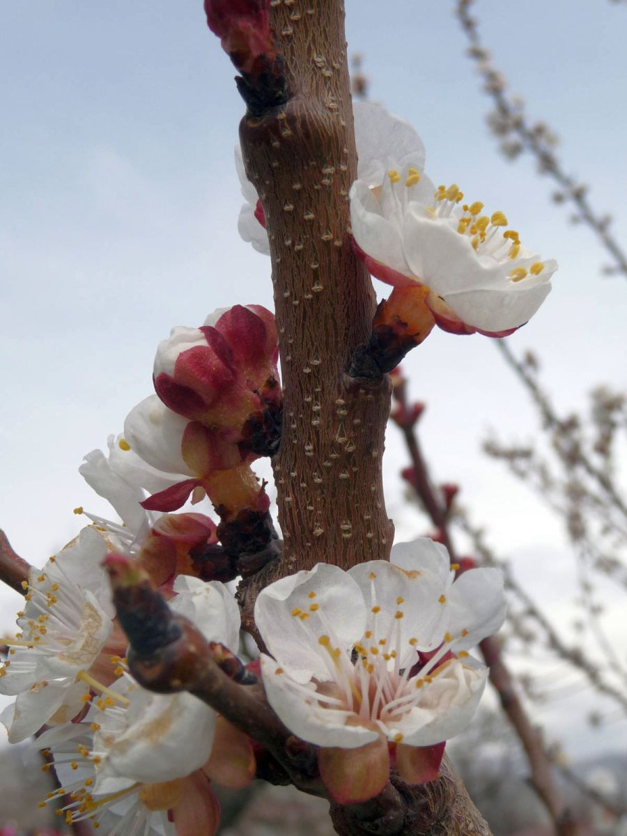 Spring flowers of fruit trees.jpg